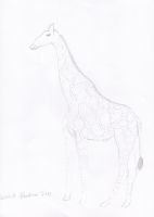 https://www.marshallrendina.com:443/files/gimgs/th-108_Fauna Giraffe 800.jpg